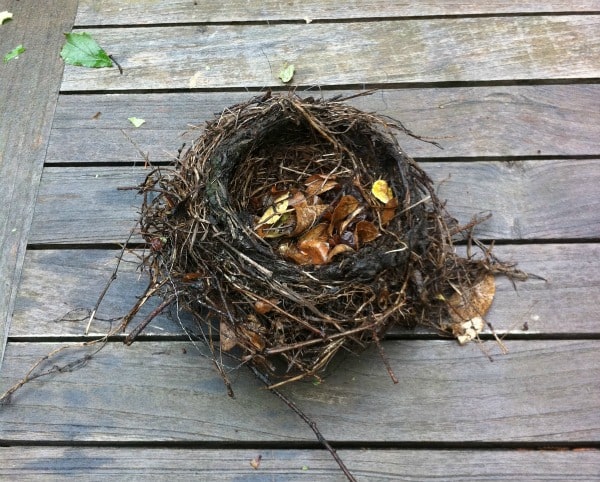 The empty nest